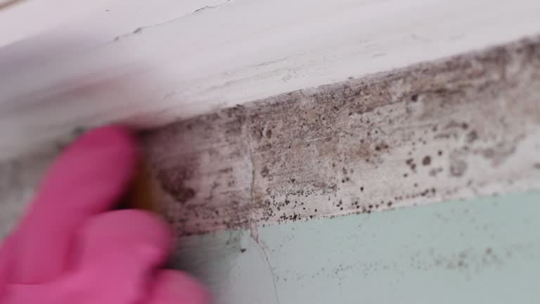 Best Forensic Mold Investigation  in Niles, OH